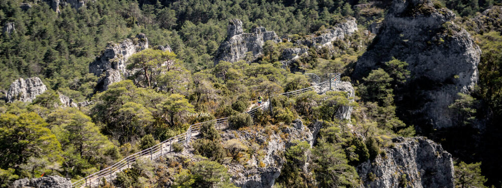 Special Offer Banner